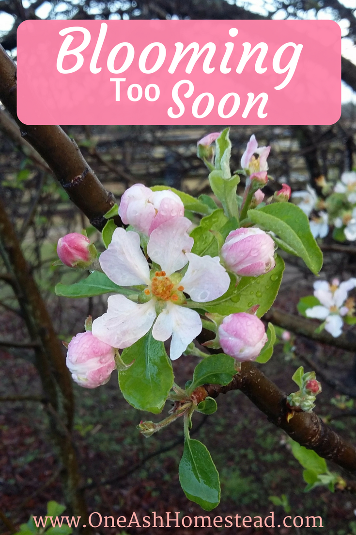 blooming too soon