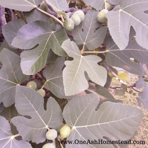 fig close up