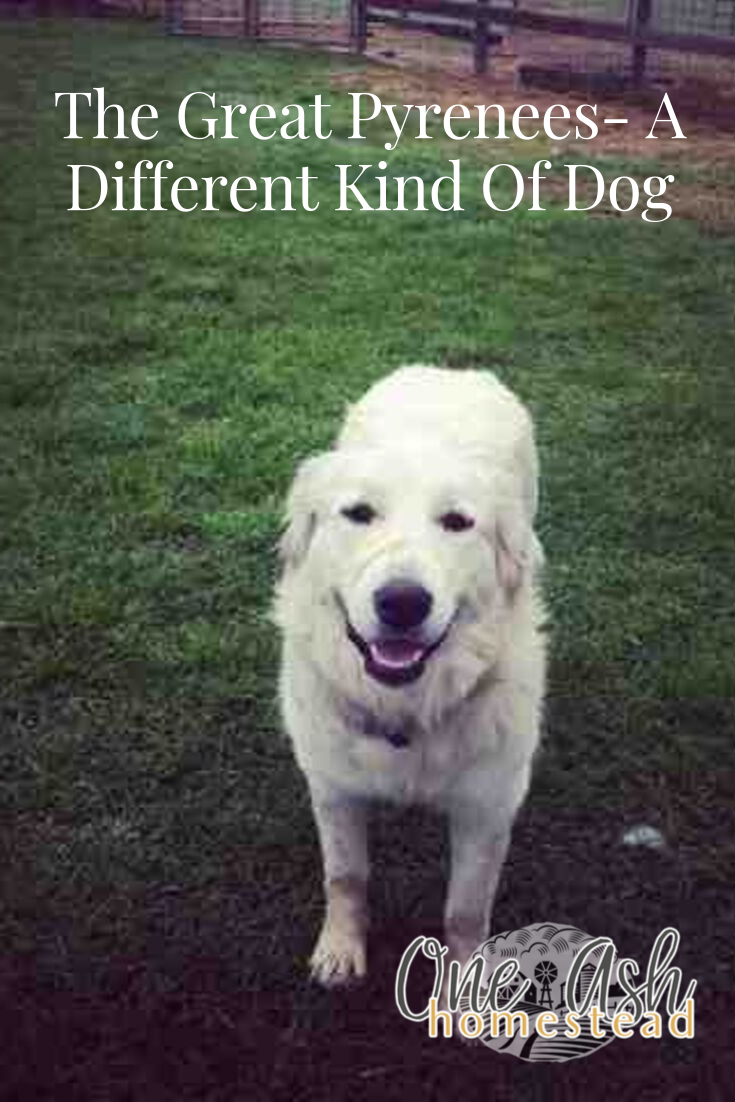 The Great Pyrenees- A Different Kind Of Dog
