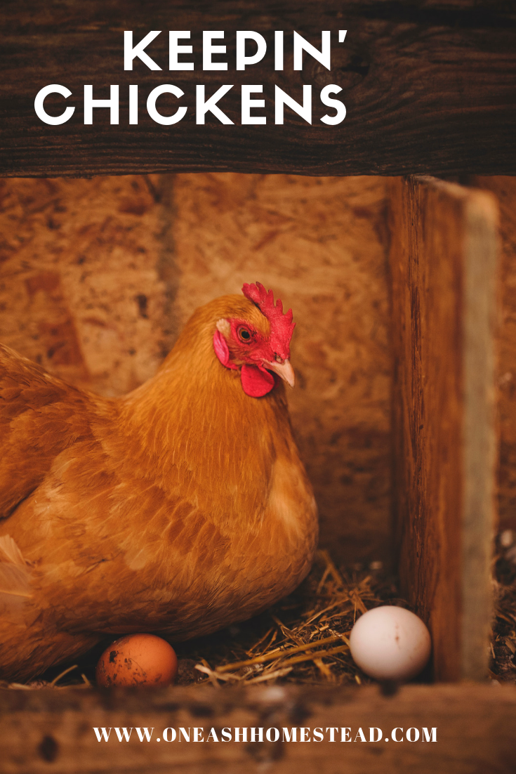 Keepin’ Chickens