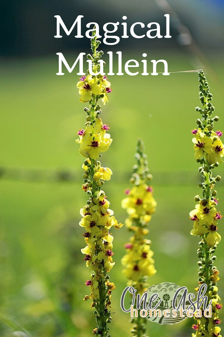 Magical Mullein