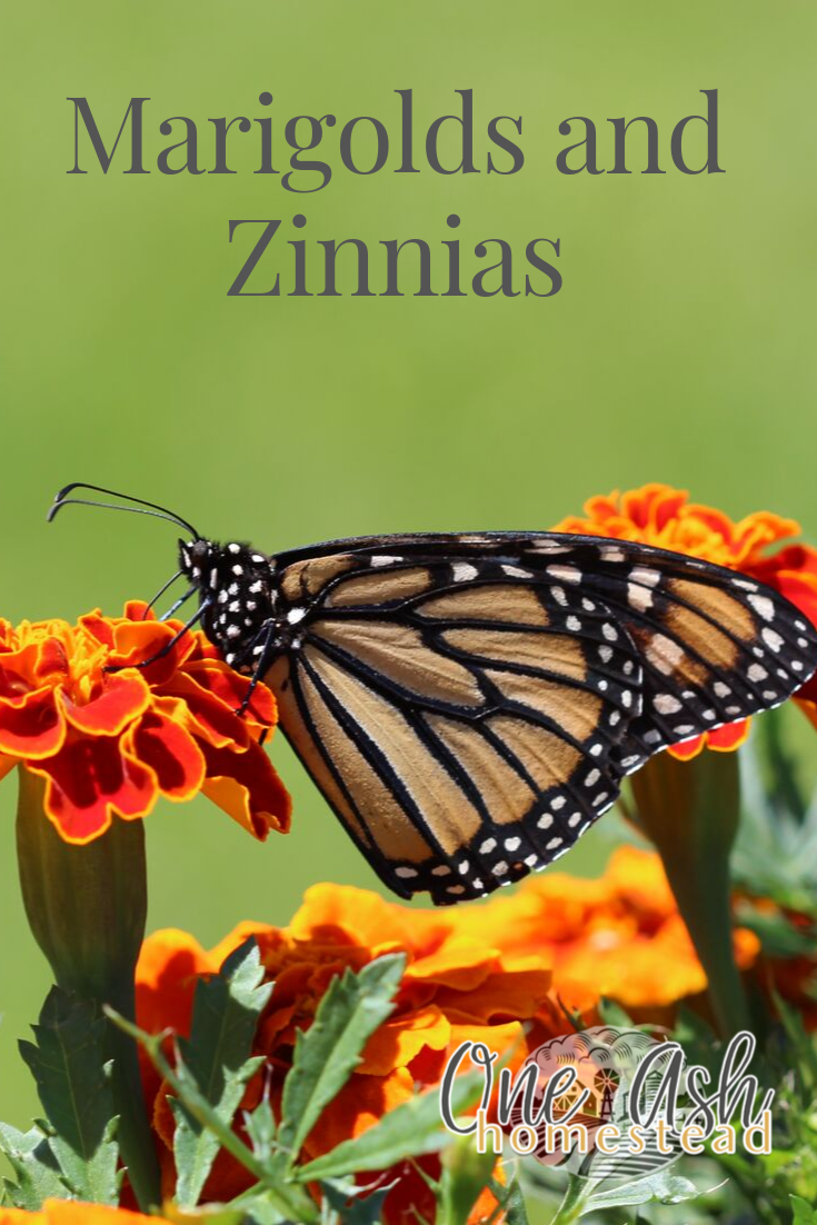 Marigolds and Zinnias