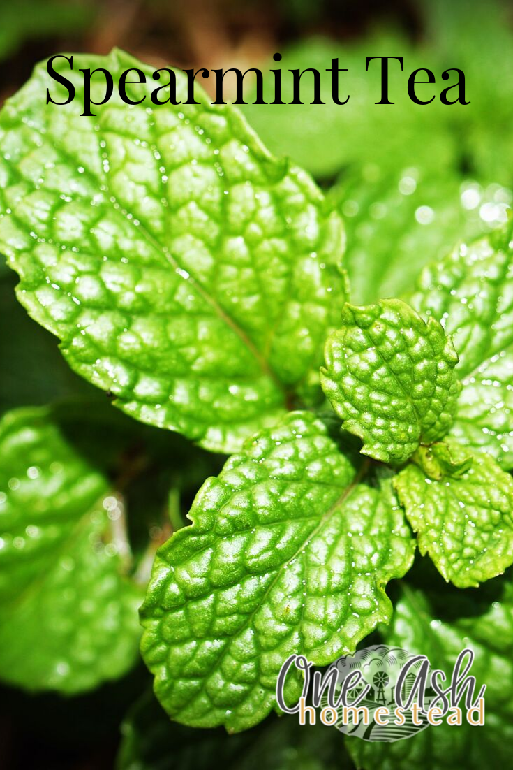 Spearmint Tea