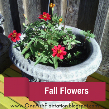 Fall Flower Surprises