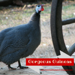Gorgeous Guinea Fowl