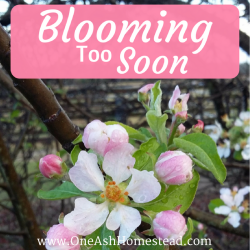 Blooming Too Soon